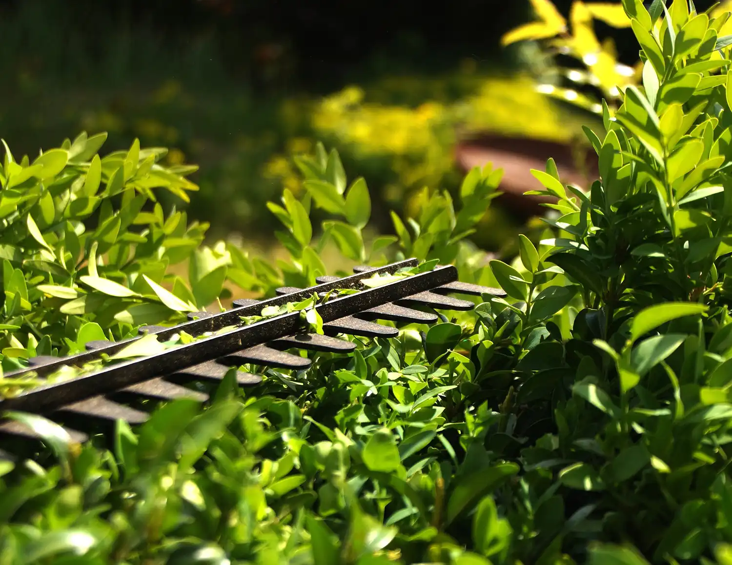 hedge trimmer